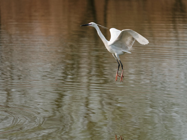 鸟在湖上飞翔，白鹭在水面上展翅起舞。图片下载