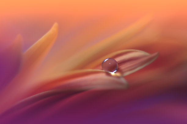 美丽的自然背景。微距拍摄令人惊叹的春花。艺术设计。近距离摄影。概念抽象的照片。幻想的艺术。创意艺术墙纸。紫罗兰的颜色。非洲菊Daisy.Colorful、颜色、植物。水drop.Romantic,爱。图片下载