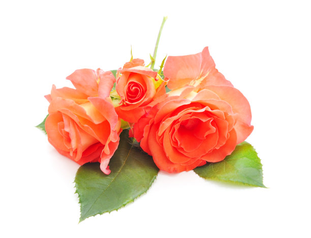 美丽的橙色玫瑰图片下载