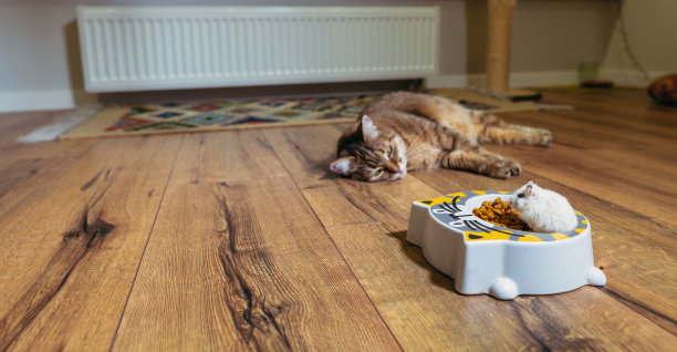 猫粮。猫看着仓鼠爬进的装猫食的盘子。图片下载