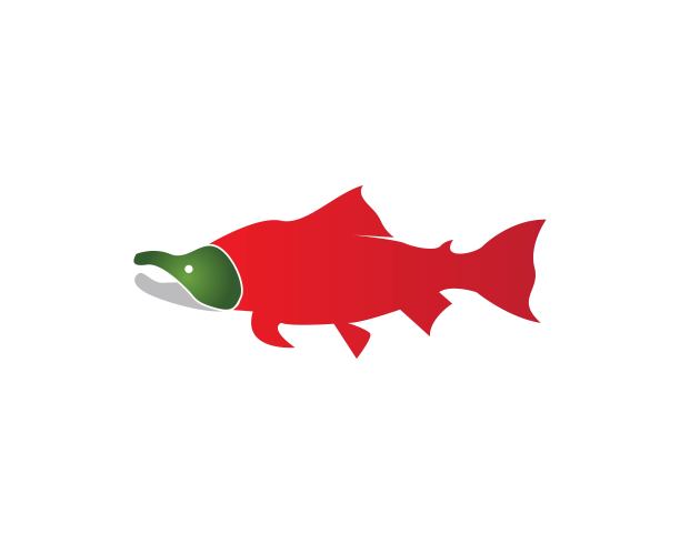 白色背景上的鲑鱼设计矢量图片下载