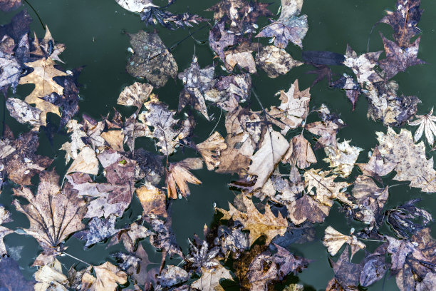 池塘里五颜六色的叶子，树上的倒影在水中图片下载