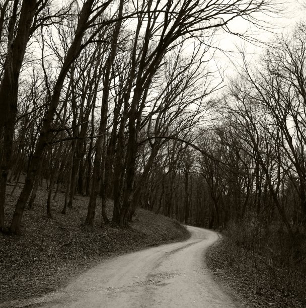 秋天匈牙利森林里的路图片下载