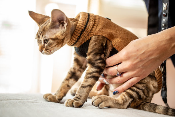 女主人调整4个月大德文雷克斯小猫毛衣的侧面照片图片下载