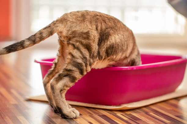 好奇的德文郡雷克斯小猫学习使用猫厕所-照片图片下载