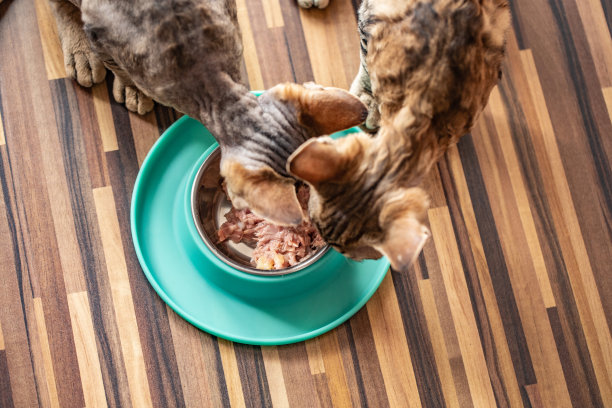 高角度的德文郡雷克斯兄弟分享食物从一个碗-股票照片图片下载