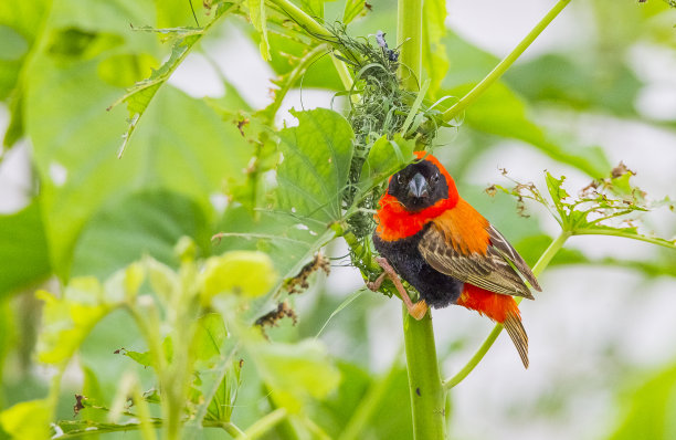 南方红主教素材图片