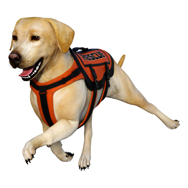 3D插图黄色拉布拉多救援狗在白色图片下载