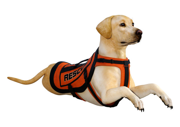 3D插图黄色拉布拉多救援狗在白色图片下载