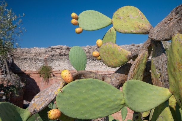 西西里岛陶尔米纳的仙人掌图片下载