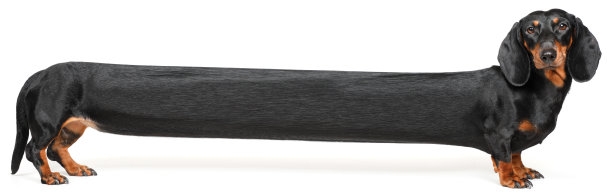 达克斯猎犬图片下载