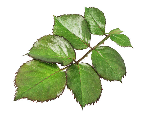 玫瑰在白色的叶子上图片下载