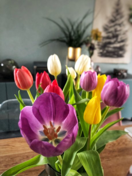 束郁金香图片下载