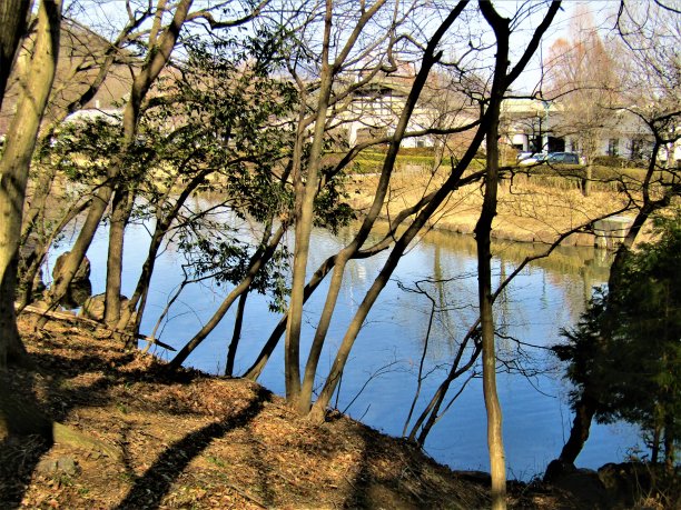 日本。三月初晴朗的一天。森林中的小湖。图片下载
