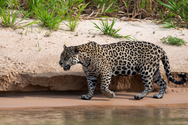 巴西潘塔纳尔，野生美洲虎过河图片下载