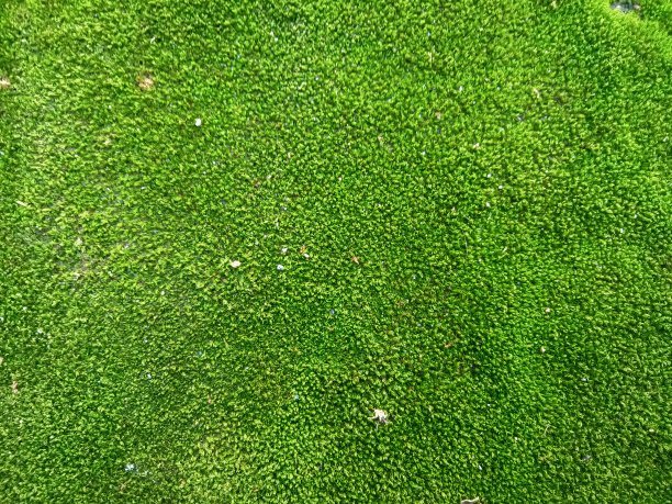 绿色的苔藓图片下载