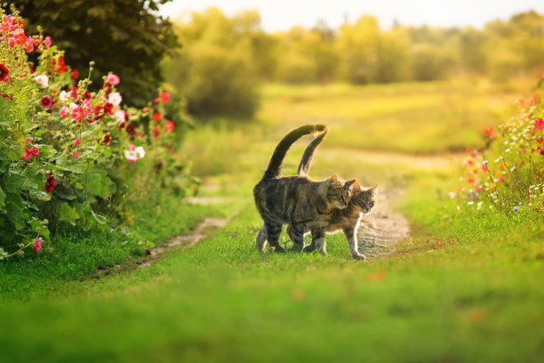 两只可爱的条纹情侣鹦鹉在花园里图片下载