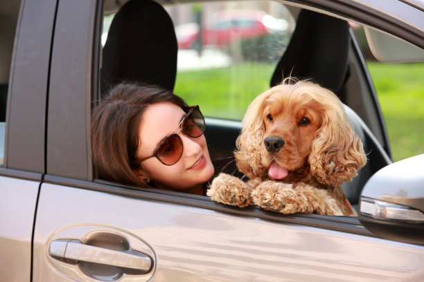 与兴奋但表现良好的英国可卡犬的家庭假期图片下载