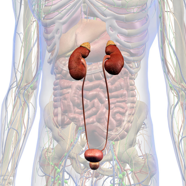 肾脏，肾脏系统和男性腹部内部解剖图片下载