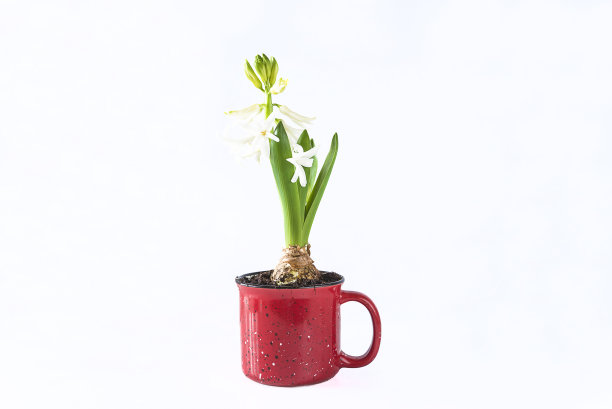 白色的风信子花图片下载