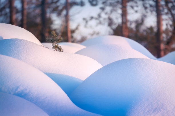 俄罗斯北方。雪雪。北部的本性。图片下载