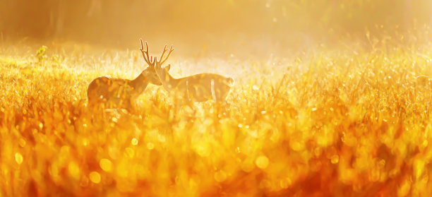 两只雄猪鹿为了交配仪式而争斗。图片下载