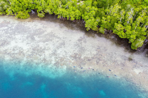 浮潜者的天线和珊瑚礁的边缘图片下载