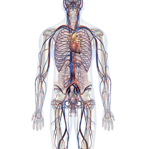 男性胸腹循环系统内部解剖图片下载