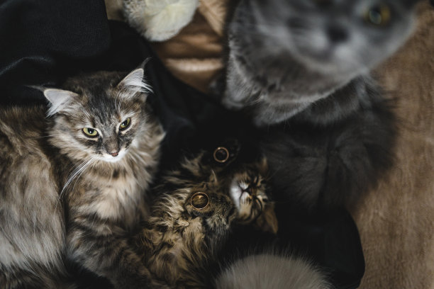 金婚戒躺在一只熟睡的小猫身上，旁边或中间是其他小猫。甜美的灰猫睡在他的母亲和父亲。最可爱的猫照片婚礼气氛。婚礼上的猫图片下载