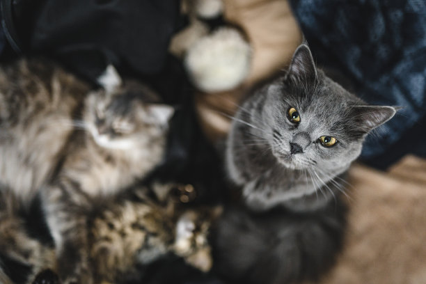 金婚戒躺在一只熟睡的小猫身上，旁边或中间是其他小猫。甜美的灰猫睡在他的母亲和父亲。最可爱的猫照片婚礼气氛。婚礼上的猫图片下载