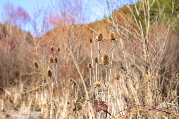 野地中的野花在夕阳的背景下。阳光明媚的户外，明亮的夜晚，多彩的秋天照片。图片下载