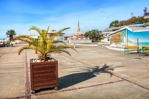 索契浴盆里的棕榈树图片下载