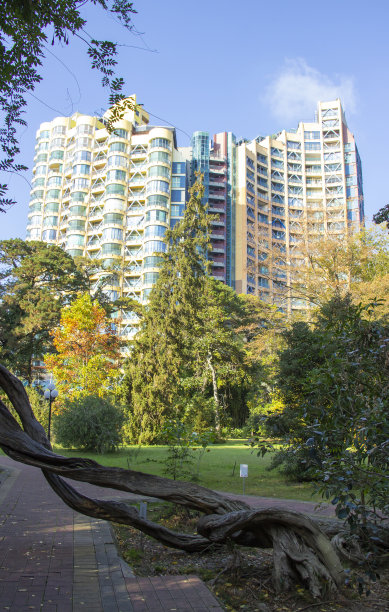 老树开着，美丽的根在秋天的森林里，映衬着现代的建筑图片下载