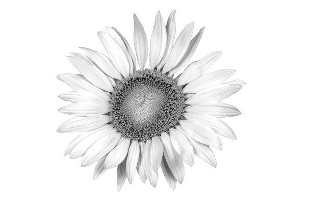 黑白花图片下载