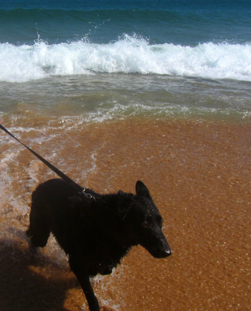 男孩和狗在海滩上图片下载