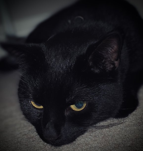 黑色猫咪图片下载