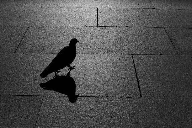 鸽子和它在人行道上的影子图片下载