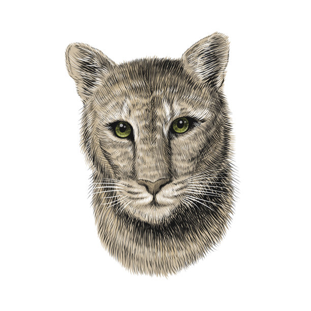 美洲狮头，草图矢量图形彩色插图在白色的背景。手绘美国山狮肖像。美洲狮，红虎猫，豹类动物图片下载