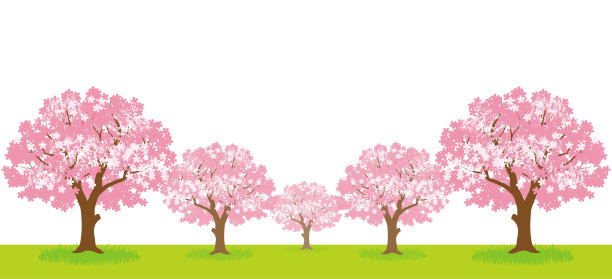 草坪白色背景上的樱花树图片下载