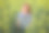 女摄影师穿着一件条纹衬衫，在一片油菜地中四处侦察。图片下载