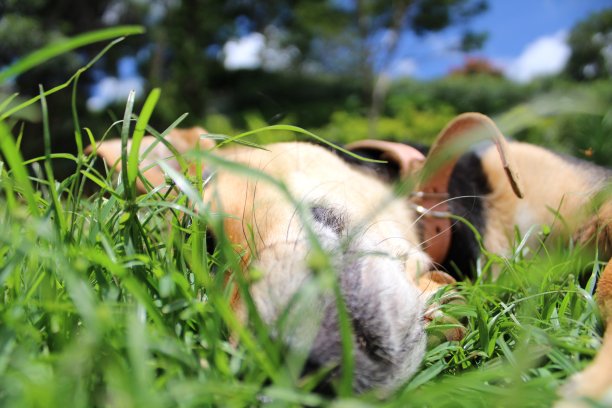 一只漂亮的杂种狗睡在草地上图片下载