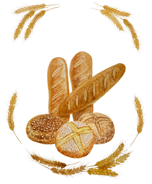 棕色自制的硬皮法国面包面包或烤面包和棕色干小麦种子插图，水彩手绘孤立在白色背景与剪切路径图片下载