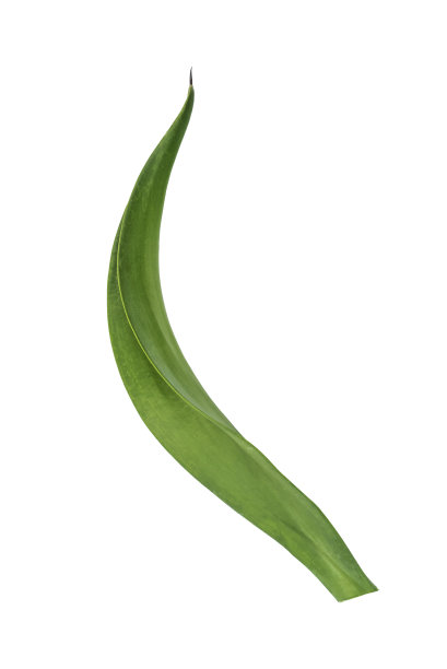 绿叶质地，自然背景图片下载