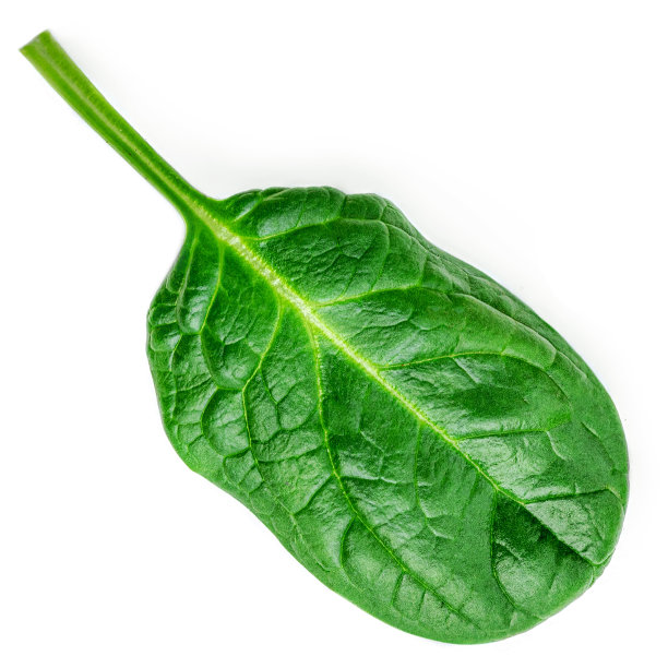 在白色背景上分离的菠菜叶。菠菜宏。前视图。平的。图片下载