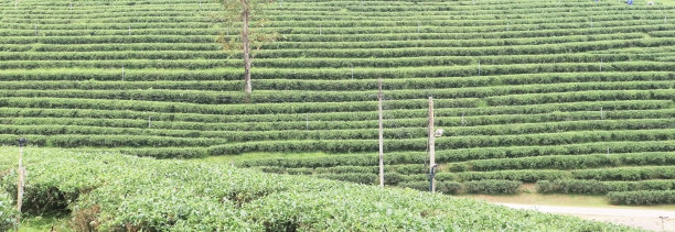 自然照片的真实的有机绿茶叶子农场商业背景与排灌溉喷灌机在泰国清莱省北部路径。图片下载