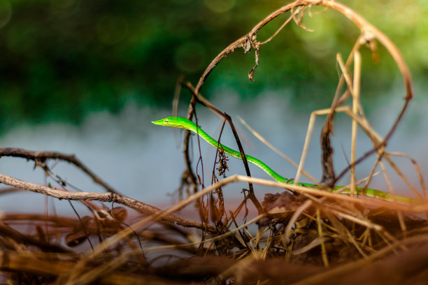 绿藤蛇在绿叶上，绿蛇在绿叶上图片下载
