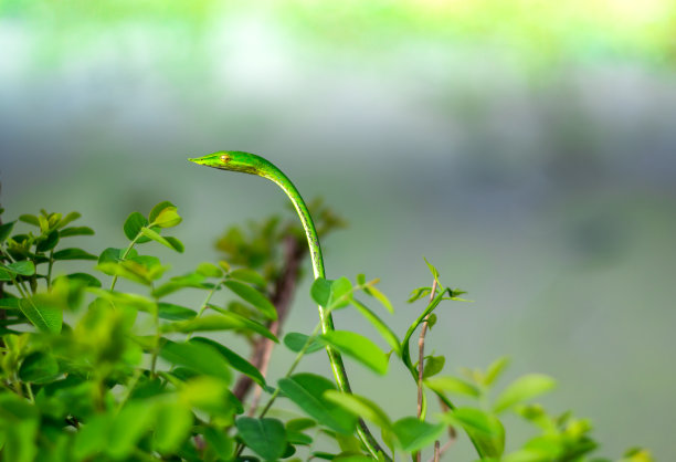 绿藤蛇在绿叶上，绿蛇在绿叶上图片下载