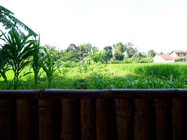 绿色的田野图片下载