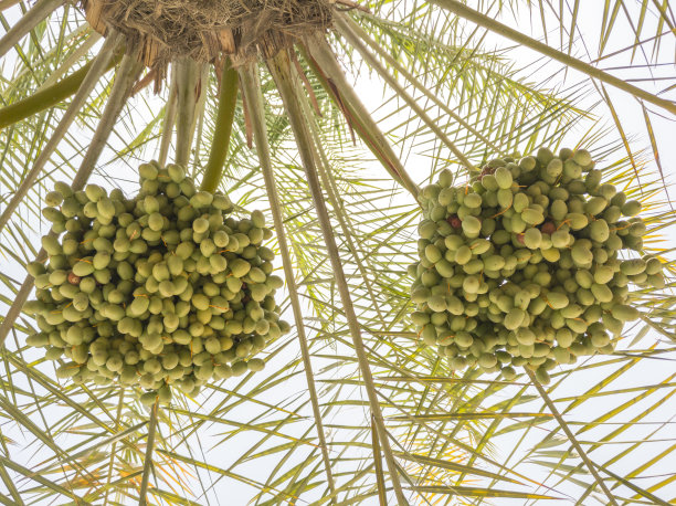 棕榈树上新鲜健康的成熟枣椰树枝图片下载
