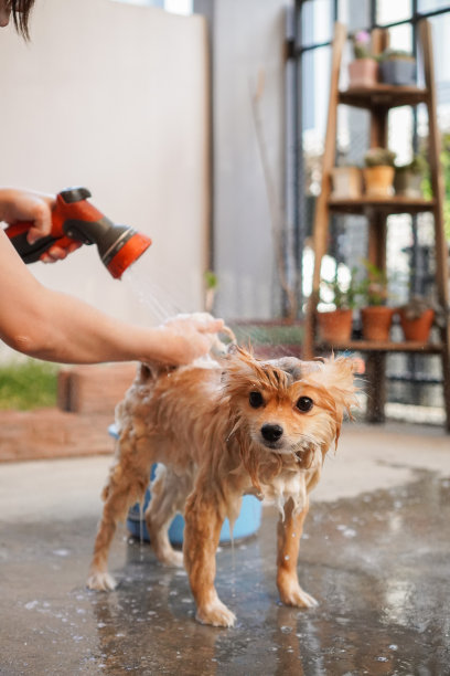 主人给博美犬洗澡，站在水泥地上图片下载